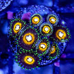 USA Cultured Zoanthus Coral (click for more detail)