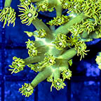 USA Cultured Goniopora Coral (click for more detail)