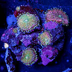 Rainbow Ricordea Mushroom Coral (click for more detail)
