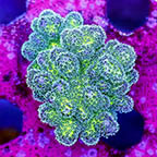 USA Cultured Pocillopora Coral (click for more detail)