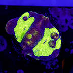 USA Cultured Goniastrea Coral (click for more detail)