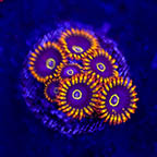 USA Cultured Zoanthus Coral (click for more detail)
