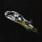 Fahaka Puffer (click for more detail)