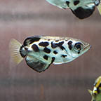 Clouded Archer Fish (click for more detail)
