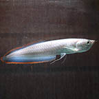 Black Arowana (click for more detail)