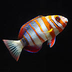 Harlequin Tusk  (click for more detail)