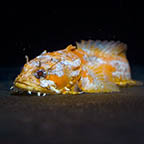 Caribbean Gulf Toadfish (click for more detail)