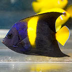 Asfur Angelfish (click for more detail)