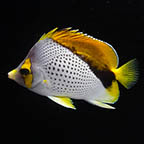 Declivis Butterflyfish (click for more detail)