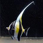 Moorish Idol, 2.75 EXPERT ONLY (click for more detail)