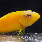 Tahitian Yellow Hawkfish, 3.5 (click for more detail)