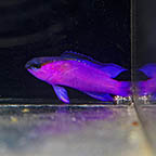 Black Cap Basslet, 1.5 (click for more detail)