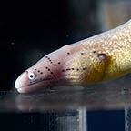 White-eyed Moray Eel, 14 (click for more detail)