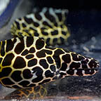 Tessalata Eel, 18 (click for more detail)