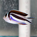 Bellus Angelfish, 2.75 Female (click for more detail)