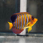 Regal Angelfish, 5 EXPERT ONLY (click for more detail)