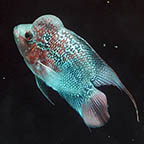 Flowerhorn Cichlid, 6.5 (click for more detail)