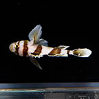 Black Barred Convict Goby, 1.5 (click for more detail)