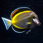Powder Brown Tang, 3.75 (click for more detail)