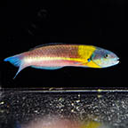 Paddlefin Wrasse, 5 (click for more detail)