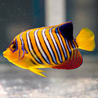 Regal Angelfish, 5 EXPERT ONLY (click for more detail)