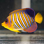 Regal Angelfish, 5.5 EXPERT ONLY (click for more detail)