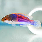 Bluehead Fairy Wrasse, 3.25 (click for more detail)