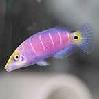 Mystery Wrasse, 2.5 (click for more detail)