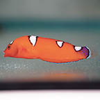 Red Coris Wrasse, 2.5 (click for more detail)