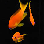 Female Lyretail Anthias, 2.5 Trio (click for more detail)