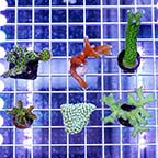 USA Cultured Ultra Assorted SPS Coral 6 Pack (click for more detail)