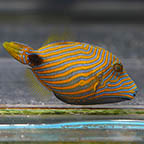 Undulated Triggerfish, 2.75 (click for more detail)