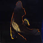 Pinnatus Batfish, 8 EXPERT ONLY (click for more detail)