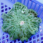 Pizza Anemone  (click for more detail)