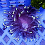 Long Tentacle Anemone Purple (click for more detail)