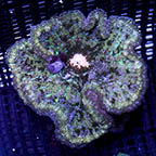 Pizza Anemone  (click for more detail)