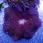 Sebae Anemone (click for more detail)