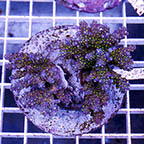 Acropora Coral Indonesia (click for more detail)
