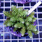 Acropora Coral Indonesia (click for more detail)