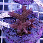 Acropora Coral Indonesia (click for more detail)