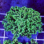 Green Frogspawn Coral Indonesia (click for more detail)
