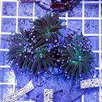 Torch Coral Indonesia (click for more detail)