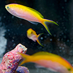 Bartlett's Fairy Anthias, 2 Trio (click for more detail)