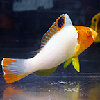 Bicolor Parrotfish, 5 (click for more detail)