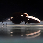 White Cap Goby, 2 (click for more detail)