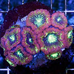 Blastomussa Coral Indonesia (click for more detail)