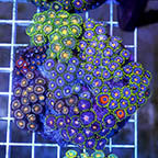 Zoanthus Coral Combo Rock (click for more detail)
