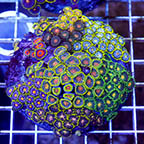 Zoanthus Coral Combo Rock (click for more detail)