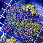 Zoanthus Coral Combo Rock (click for more detail)
