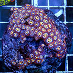Zoanthus Coral Indonesia (click for more detail)